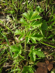 Heracleum mantegazzianum