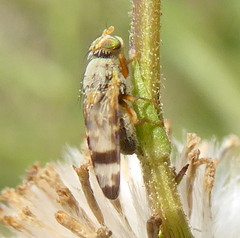 Tephritinae
