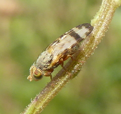 Tephritinae