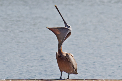 Brown Pelican photographed in Pennsylvania