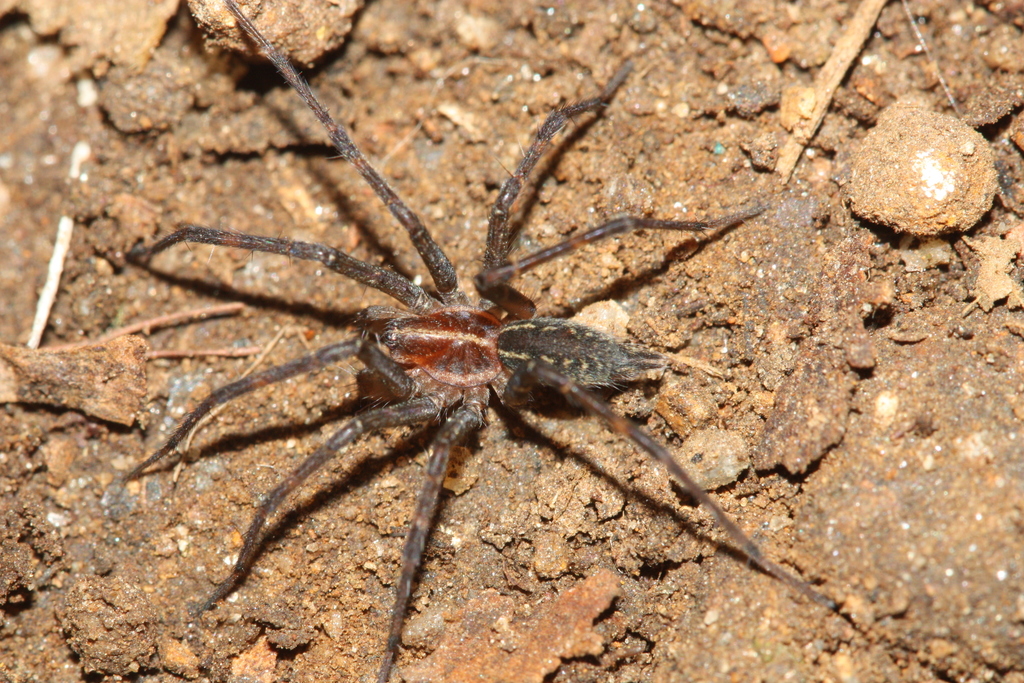 Funnel Weavers from Cortés Department, Honduras on July 29, 2013 at 04: ...