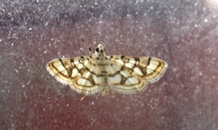 Elophila scitalis