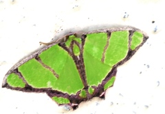 Agathia angustilimes