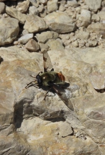 Unknown species found near Jackson Hole Mountain Resort, Wilson, WY, US