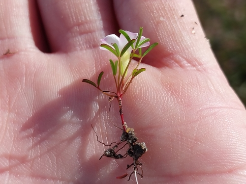 Carpet Sorrel (Oxalis pusilla)