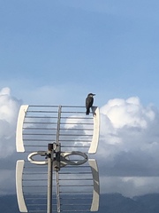 Tyrannus dominicensis