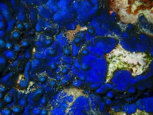 Codium arabicum observed 2025-07-07