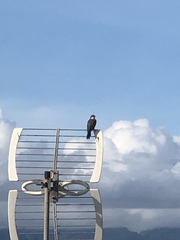 Tyrannus dominicensis