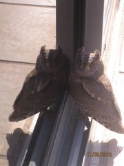 Otus brucei