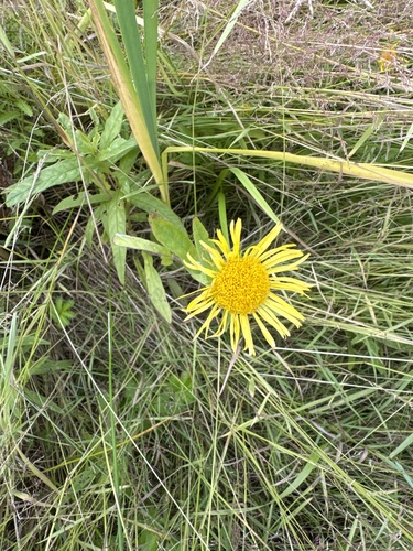 Meadow Fleabane