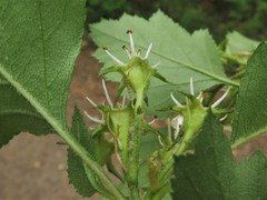 Crataegus biltmoreana