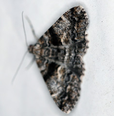 Gastrinodes argoplaca