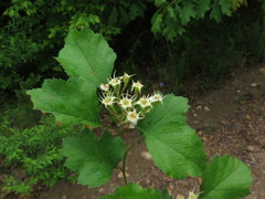 Crataegus biltmoreana