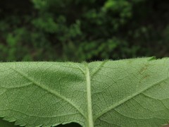 Crataegus biltmoreana