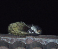 Paradoxurus musangus