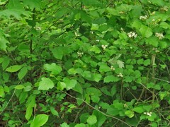 Crataegus biltmoreana