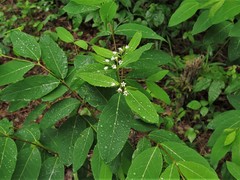 Apocynum × floribundum