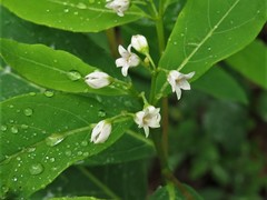 Apocynum × floribundum