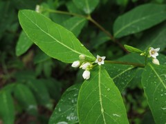 Apocynum × floribundum