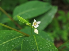 Apocynum × floribundum