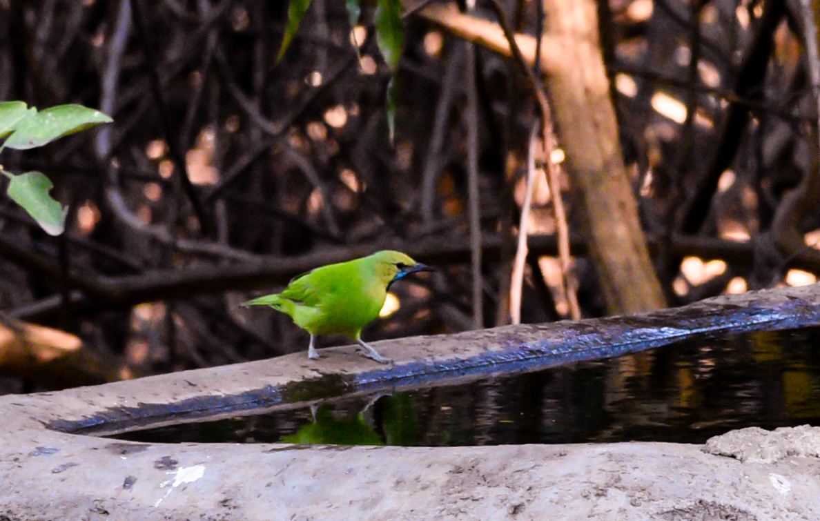 Jerdon's Leafbird (Chloropsis jerdoni)