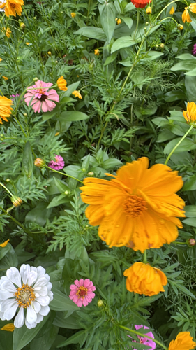 Yellow Cosmos