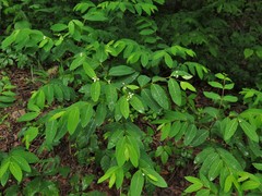 Apocynum × floribundum