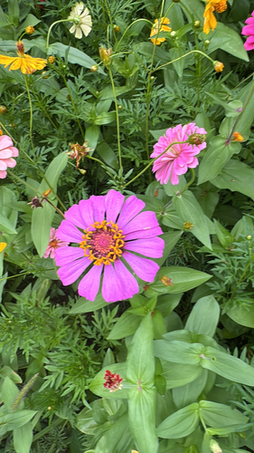 Elegant Zinnia