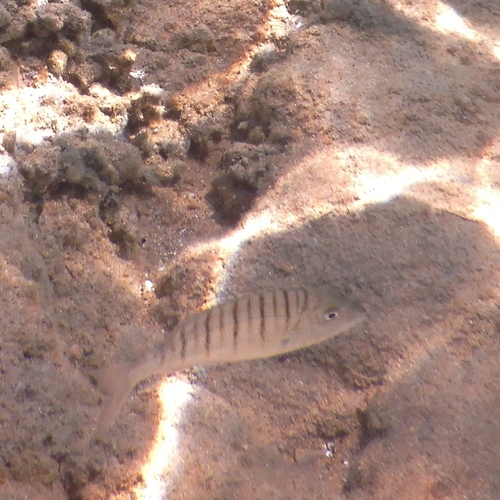 Lithognathus mormyrus