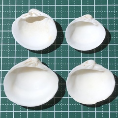 Lioconcha castrensis