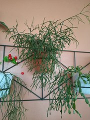 Hatiora salicornoides