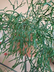 Hatiora salicornoides