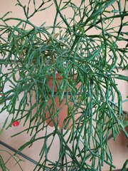 Hatiora salicornoides