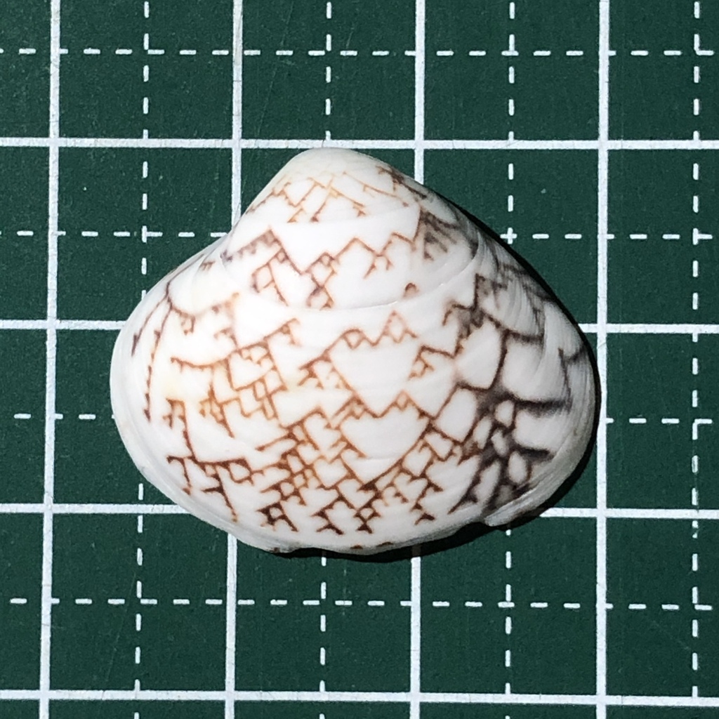Lioconcha ornata