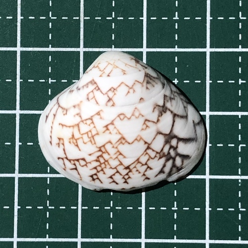 Lioconcha ornata
