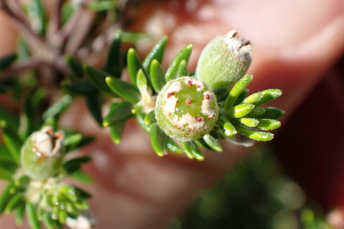 Phylica pinea, photograph 5