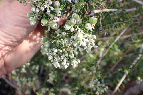 Phylica pinea, photograph 6