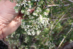 Phylica pinea, photograph (c) Karen Eichholz, some rights reserved (CC BY)