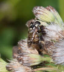 Copestylum tamaulipanum