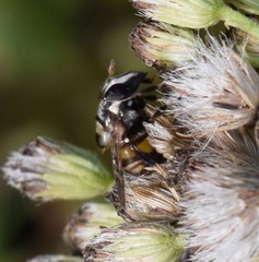 Copestylum tamaulipanum