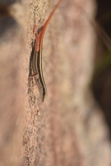 Lacertidae