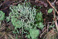 Cladonia scabriuscula