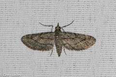 Eupithecia longidens