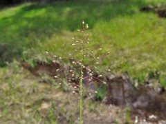 Dichanthelium leucothrix