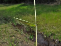 Dichanthelium leucothrix