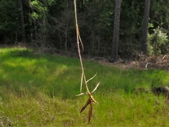 Dichanthelium leucothrix