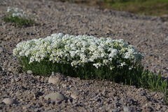 Cardamine digitata