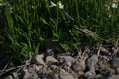 Cardamine digitata