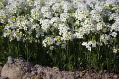Cardamine digitata