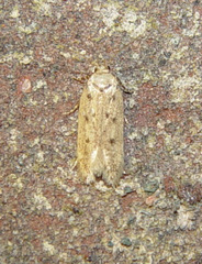 Monochroa quinquepunctella